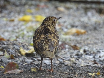 White's Thrush Ishigaki Island Sun, 1/1/2023