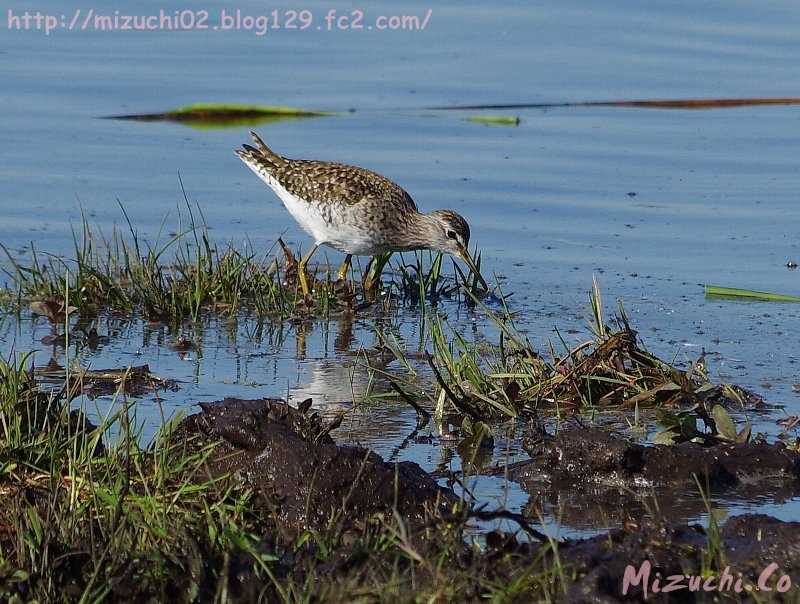 タカブシギ