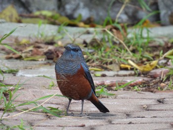 Blue Rock Thrush Ishigaki Island Mon, 1/2/2023