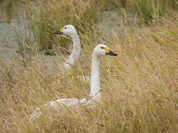 Tundra Swan Ishigaki Island Mon, 1/2/2023