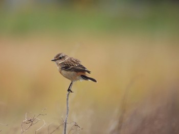 Amur Stonechat Ishigaki Island Mon, 1/2/2023