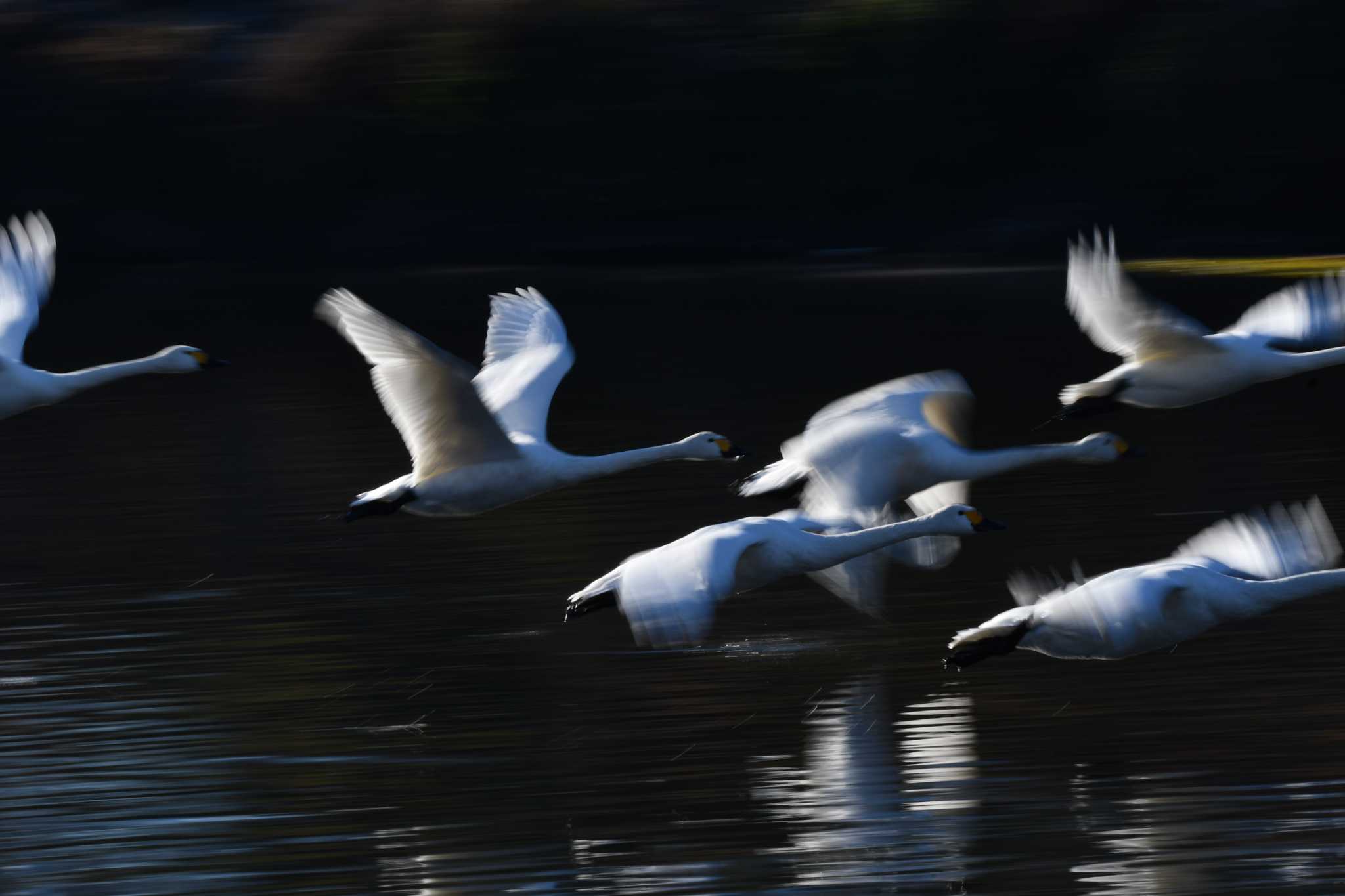 Photo of Tundra Swan at 越辺川(埼玉県川島町) by のぶ