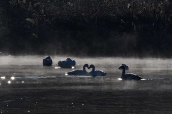 Tundra Swan 越辺川(埼玉県川島町) Sun, 1/1/2023