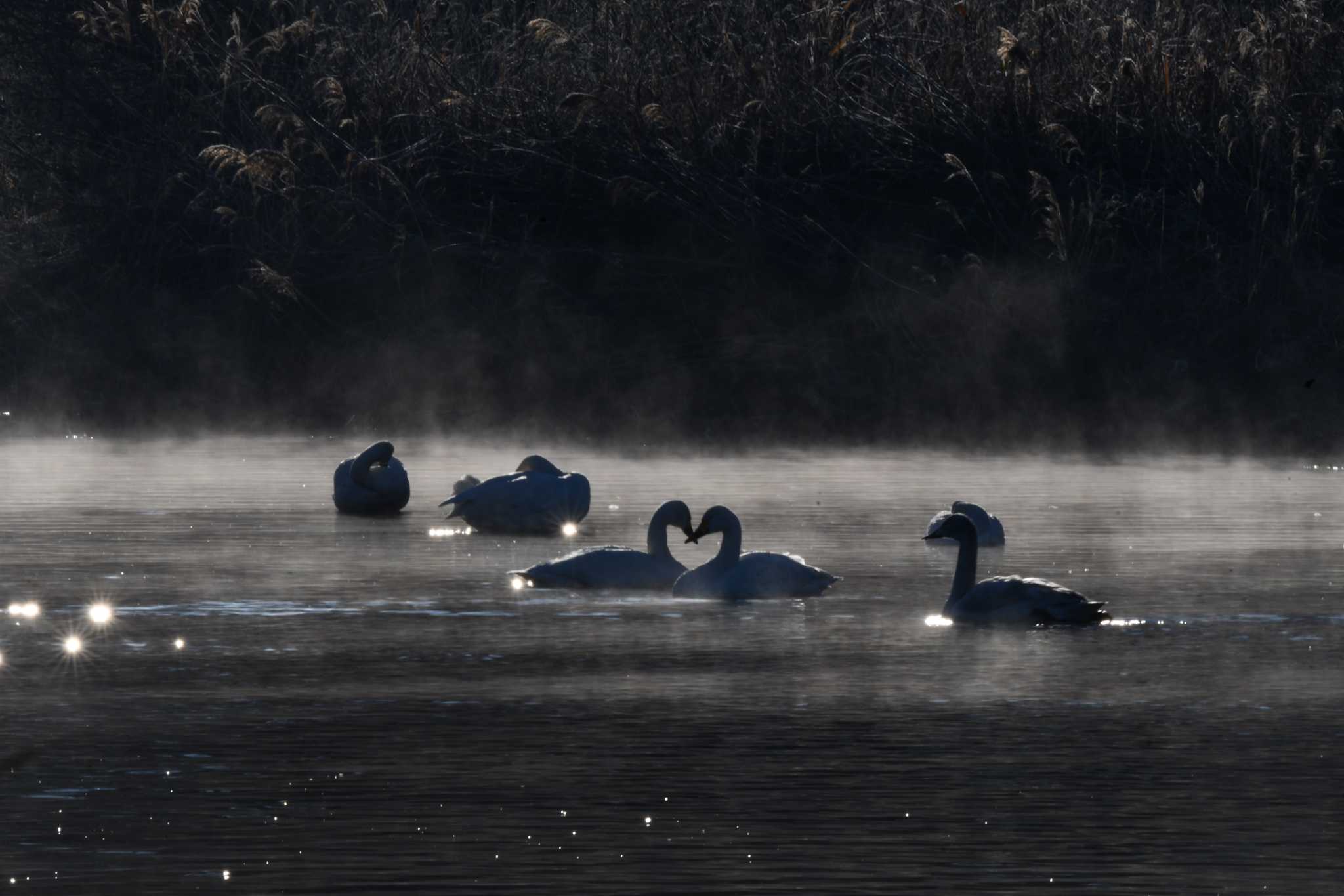 Photo of Tundra Swan at 越辺川(埼玉県川島町) by のぶ