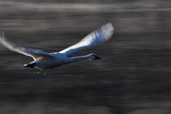 Tundra Swan 越辺川(埼玉県川島町) Sun, 1/1/2023