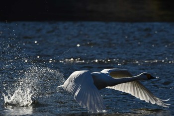 Tundra Swan 越辺川(埼玉県川島町) Sun, 1/1/2023