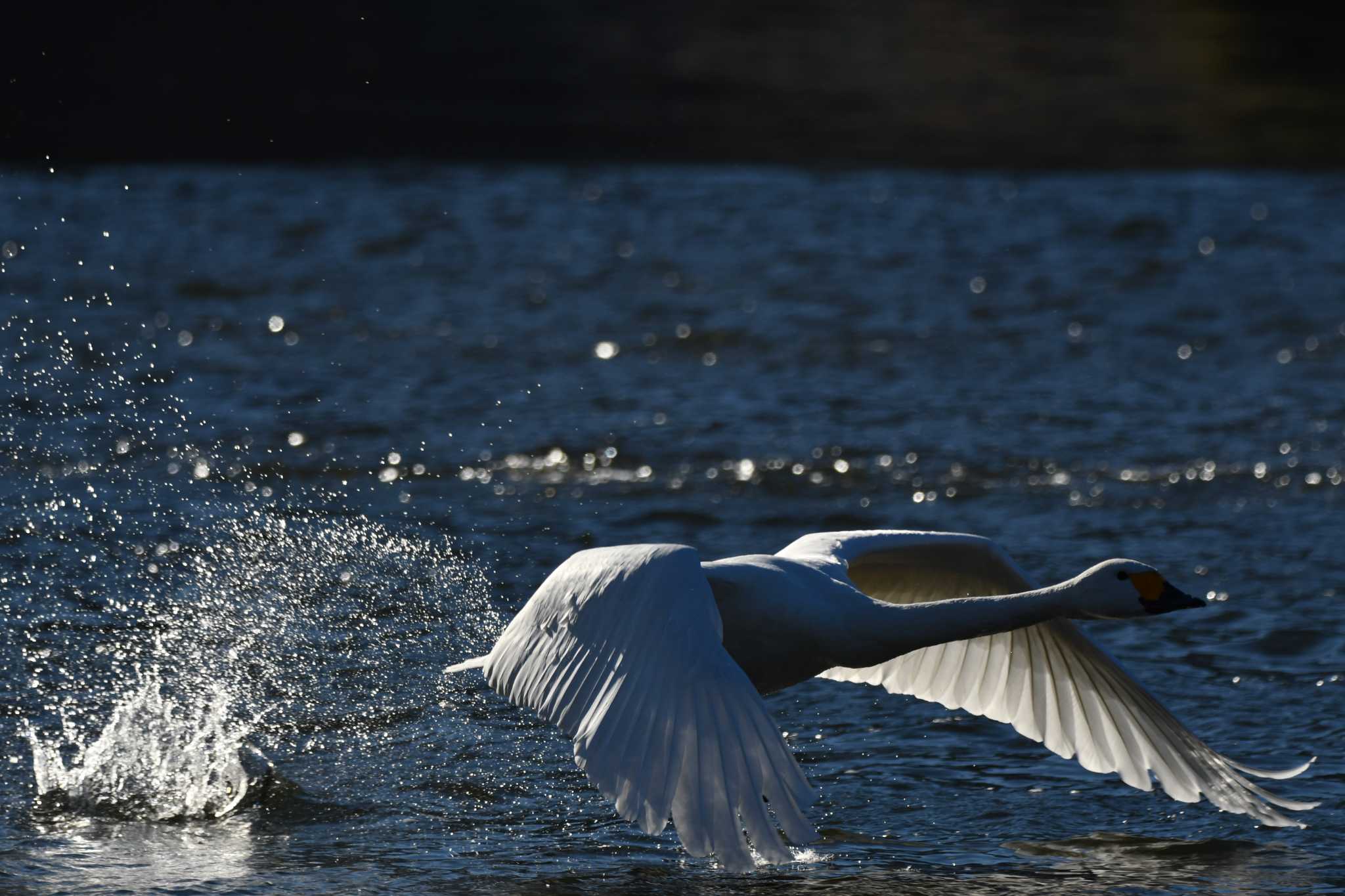 Photo of Tundra Swan at 越辺川(埼玉県川島町) by のぶ