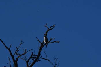 Eurasian Goshawk 越辺川(埼玉県川島町) Sun, 1/1/2023