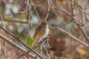 2022年12月25日(日) 横沢入の野鳥観察記録