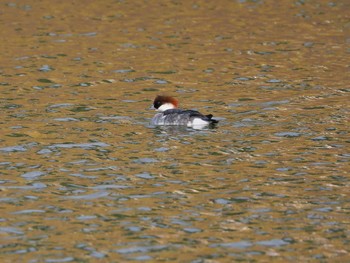 2023年1月2日(月) 平城宮跡の野鳥観察記録