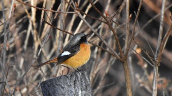 Daurian Redstart 松原湖(長野県) Mon, 1/2/2023