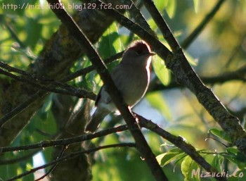 Eurasian Blackcap スイス Sat, 4/29/2017