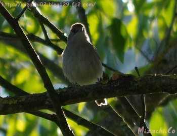 Eurasian Blackcap スイス Sat, 4/29/2017