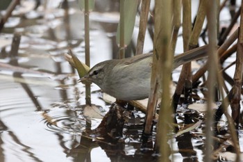 2023年1月2日(月) 舞岡公園の野鳥観察記録