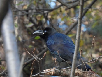 Large-billed Crow 鶴舞公園(名古屋) Mon, 1/2/2023