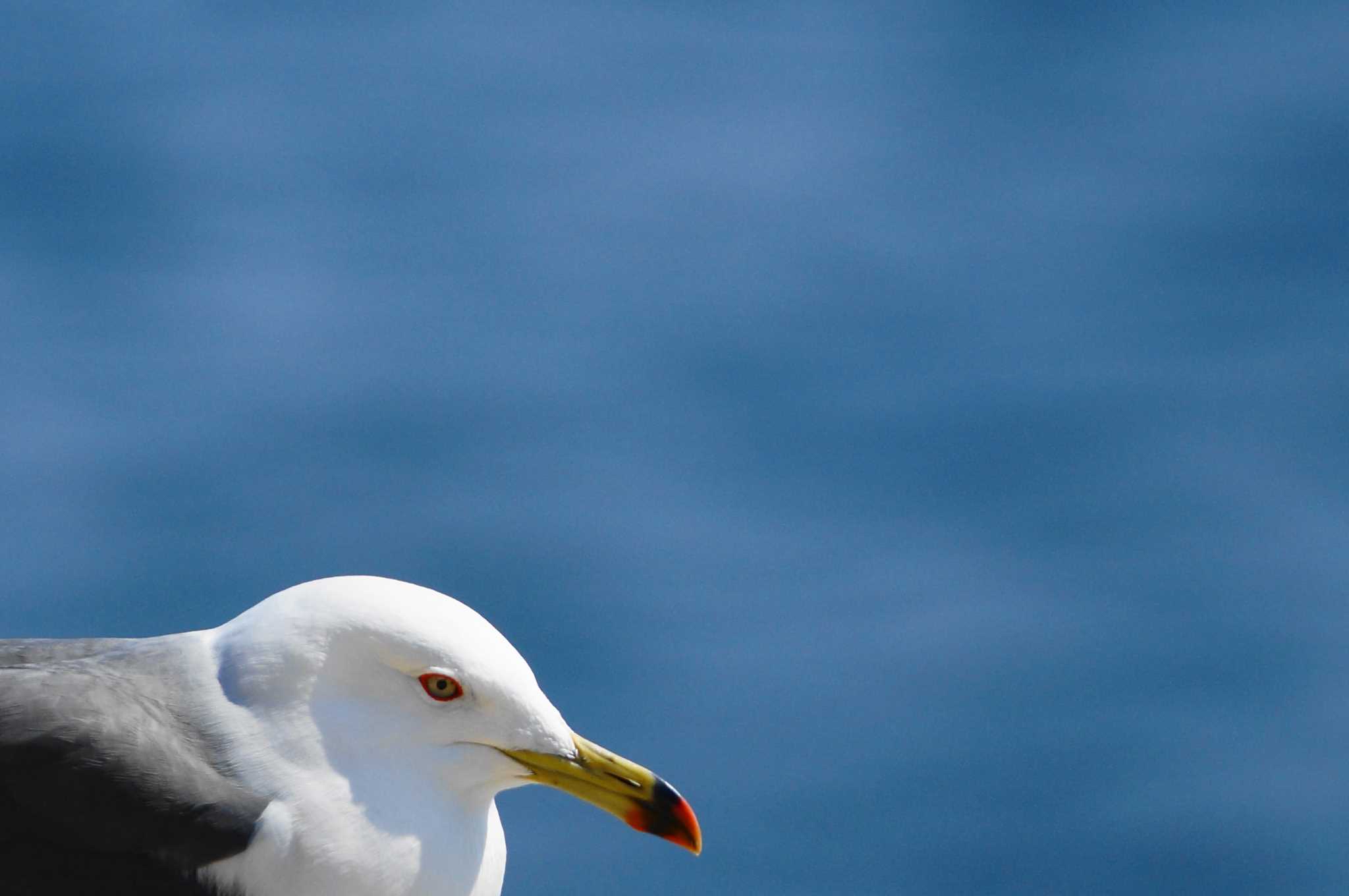 Black-tailed Gull