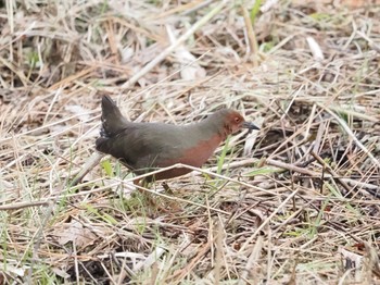 2023年1月2日(月) 舞岡公園の野鳥観察記録