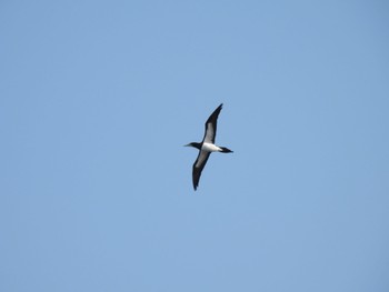 Brown Booby 谷山港 Sun, 1/1/2023