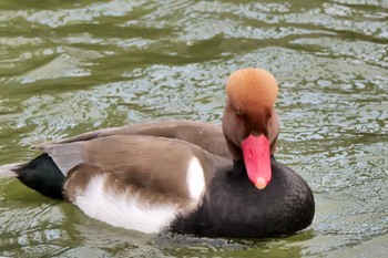 アカハシハジロ 弁天池公園(大阪府門真市) 2023年1月2日(月)