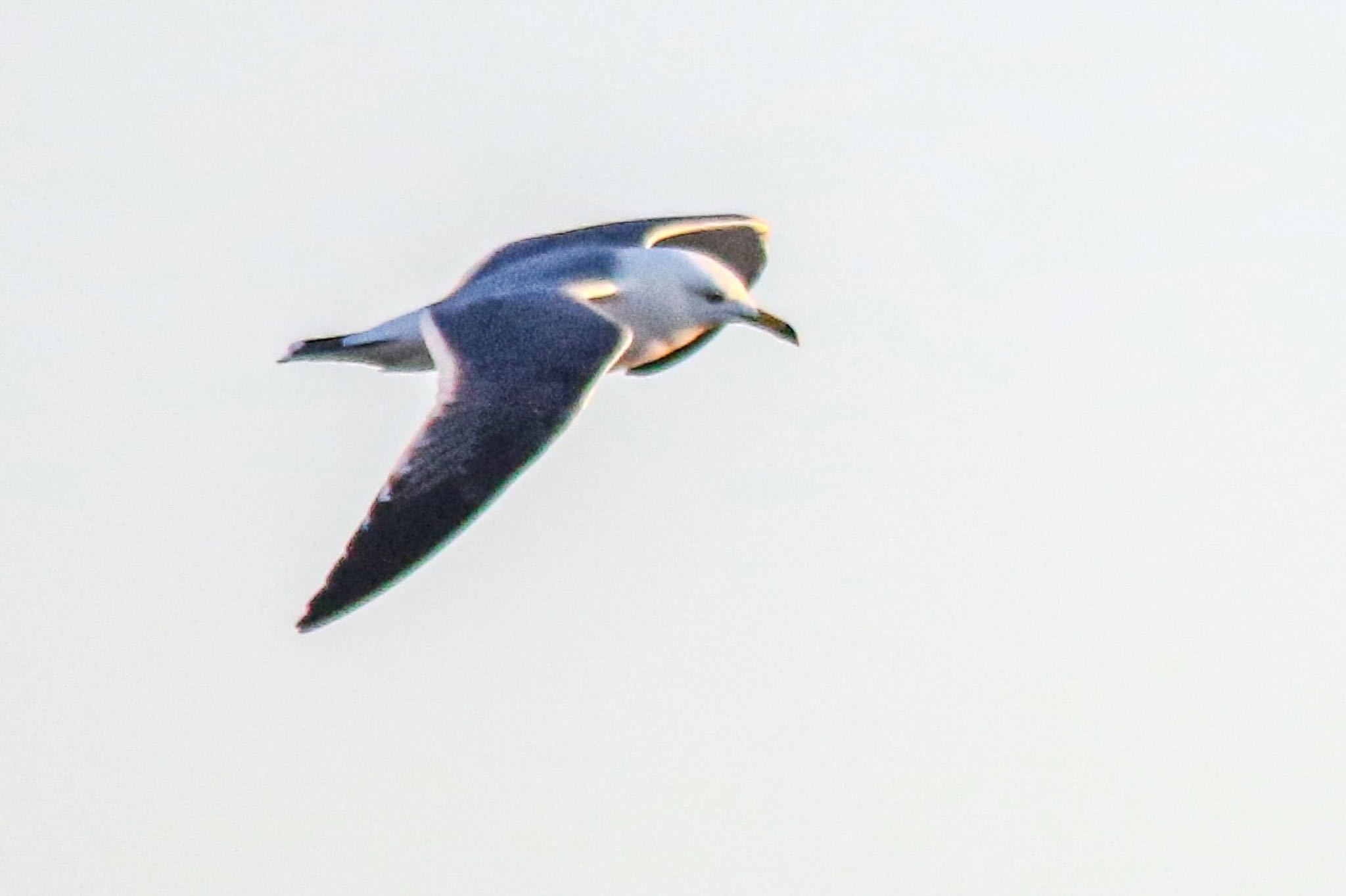 Photo of Black-tailed Gull at 山口県光市室積 by たけ隊長