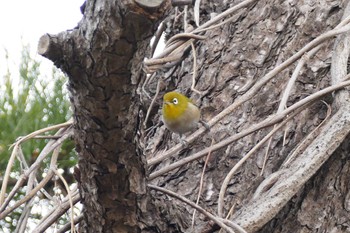 Warbling White-eye 東京都 Fri, 12/30/2022