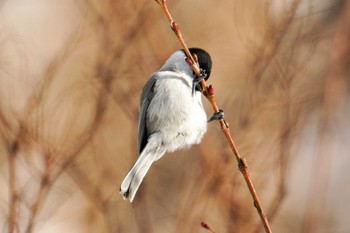 ハシブトガラ 星観緑地(札幌市手稲区) 2023年1月2日(月)