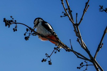 Great Spotted Woodpecker(japonicus) 星観緑地(札幌市手稲区) Mon, 1/2/2023