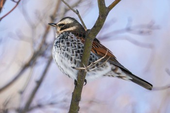 Dusky Thrush 星観緑地(札幌市手稲区) Mon, 1/2/2023