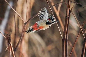 Great Spotted Woodpecker(japonicus) 星観緑地(札幌市手稲区) Mon, 1/2/2023
