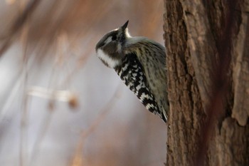 Japanese Pygmy Woodpecker(seebohmi) 星観緑地(札幌市手稲区) Mon, 1/2/2023