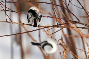 Long-tailed tit(japonicus) 星観緑地(札幌市手稲区) Mon, 1/2/2023