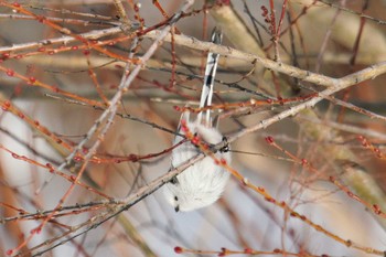 Long-tailed tit(japonicus) 星観緑地(札幌市手稲区) Mon, 1/2/2023