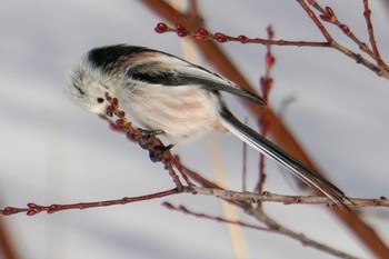 Long-tailed tit(japonicus) 星観緑地(札幌市手稲区) Mon, 1/2/2023