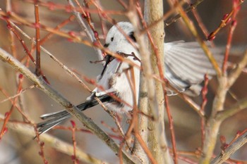 Long-tailed tit(japonicus) 星観緑地(札幌市手稲区) Mon, 1/2/2023