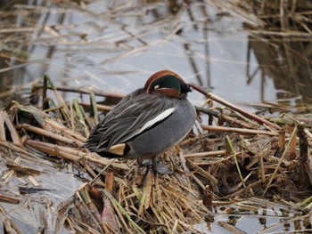 Eurasian Teal 富岩運河環水公園 Mon, 1/2/2023