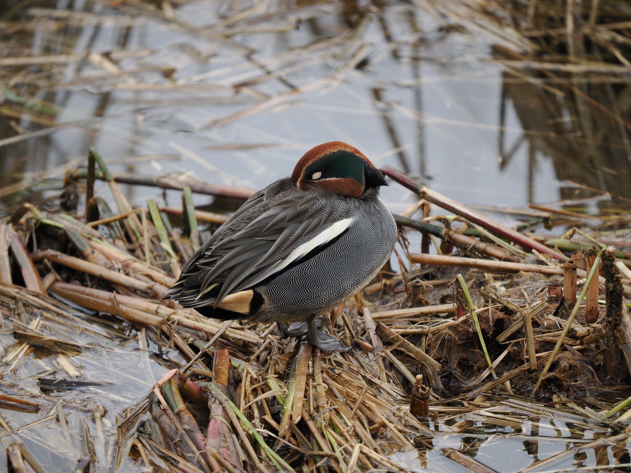 Photo of Eurasian Teal at 富岩運河環水公園 by マサ