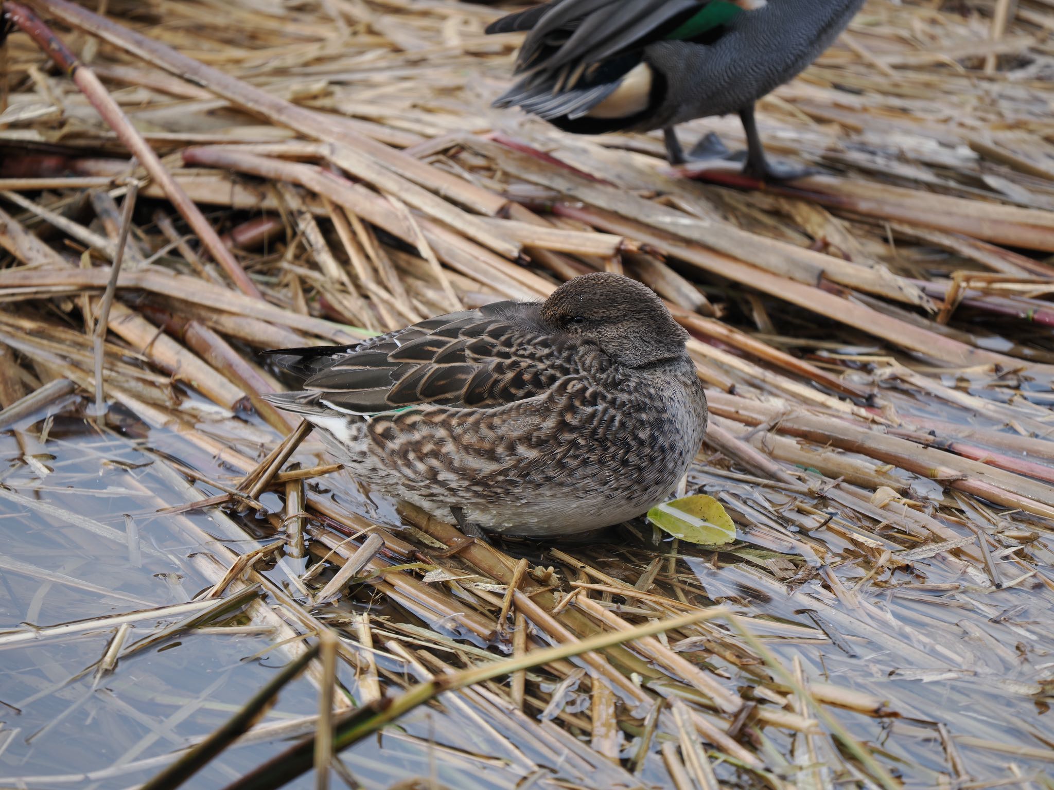 Photo of Eurasian Teal at 富岩運河環水公園 by マサ