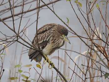 Black-crowned Night Heron 富岩運河環水公園 Mon, 1/2/2023