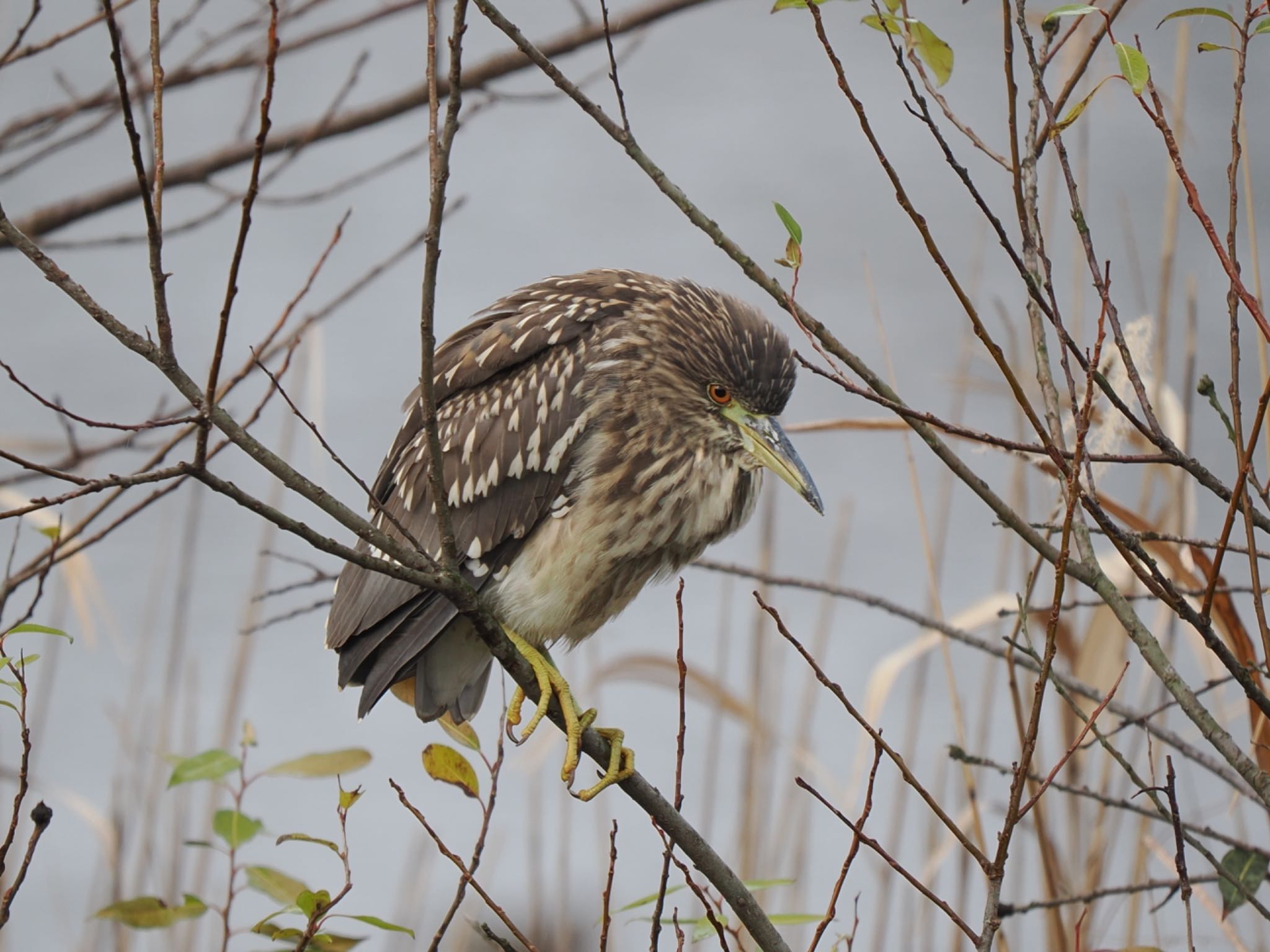 Photo of Black-crowned Night Heron at 富岩運河環水公園 by マサ