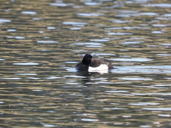 Tufted Duck 富岩運河環水公園 Mon, 1/2/2023