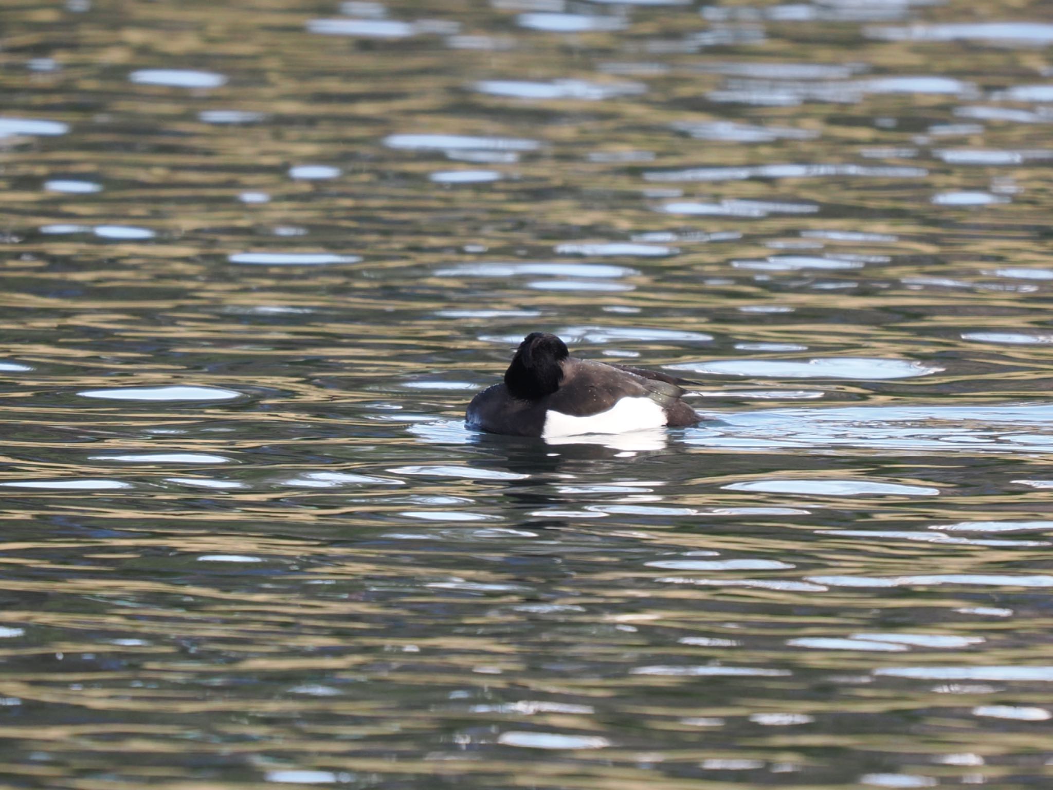 Photo of Tufted Duck at 富岩運河環水公園 by マサ