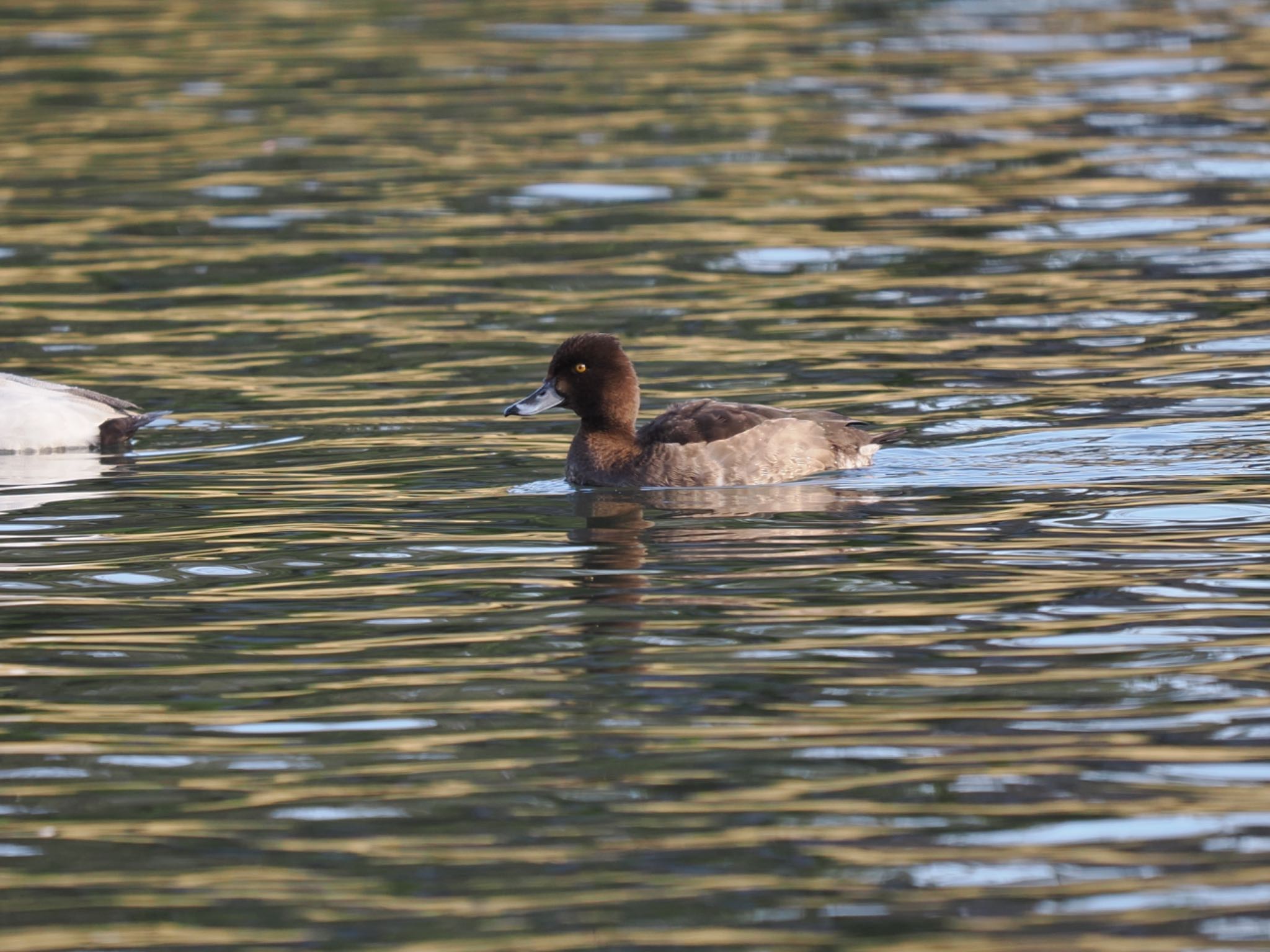 Photo of Tufted Duck at 富岩運河環水公園 by マサ