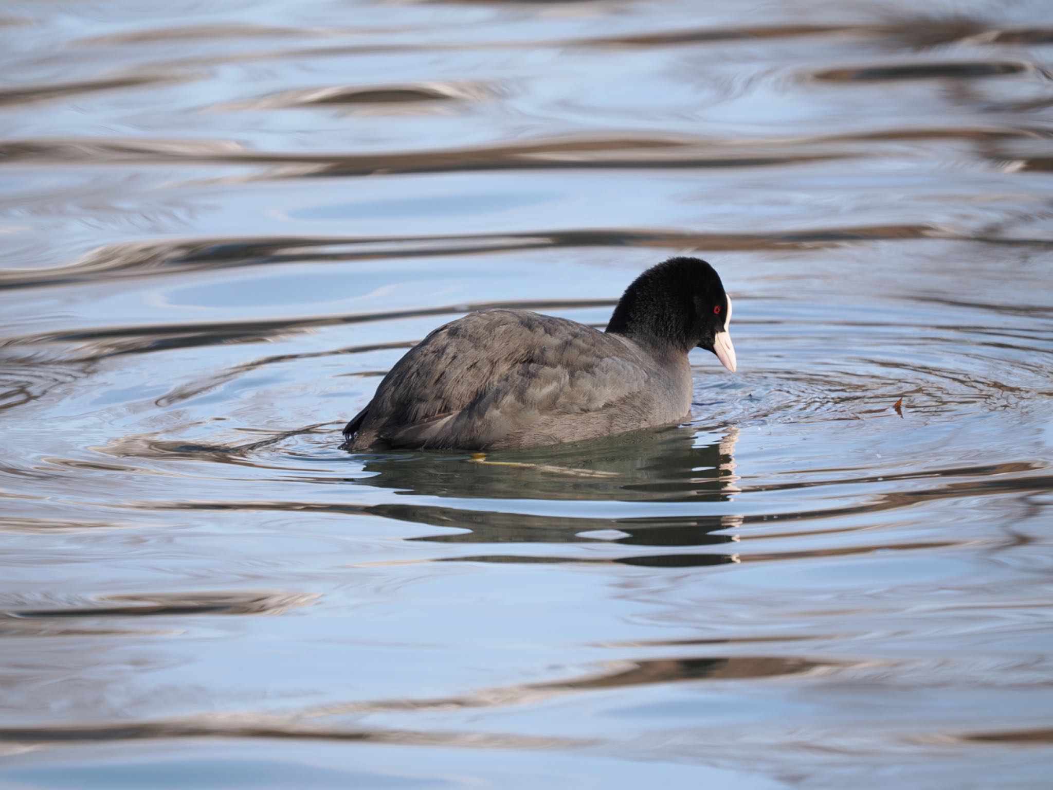 Photo of Eurasian Coot at 富岩運河環水公園 by マサ