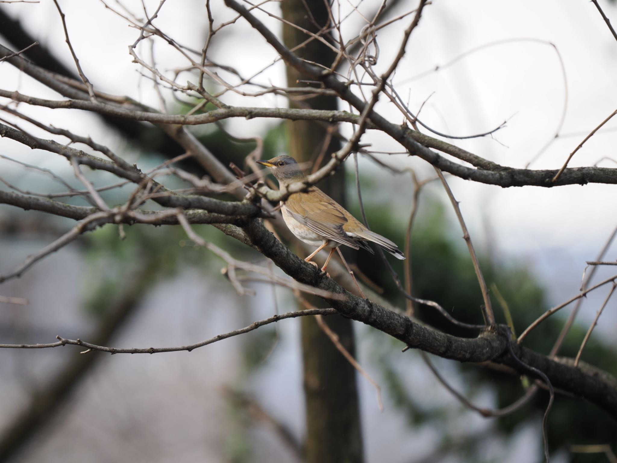 Photo of Pale Thrush at 富岩運河環水公園 by マサ