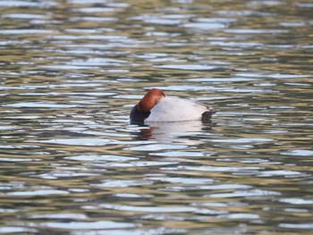 Common Pochard 富岩運河環水公園 Mon, 1/2/2023