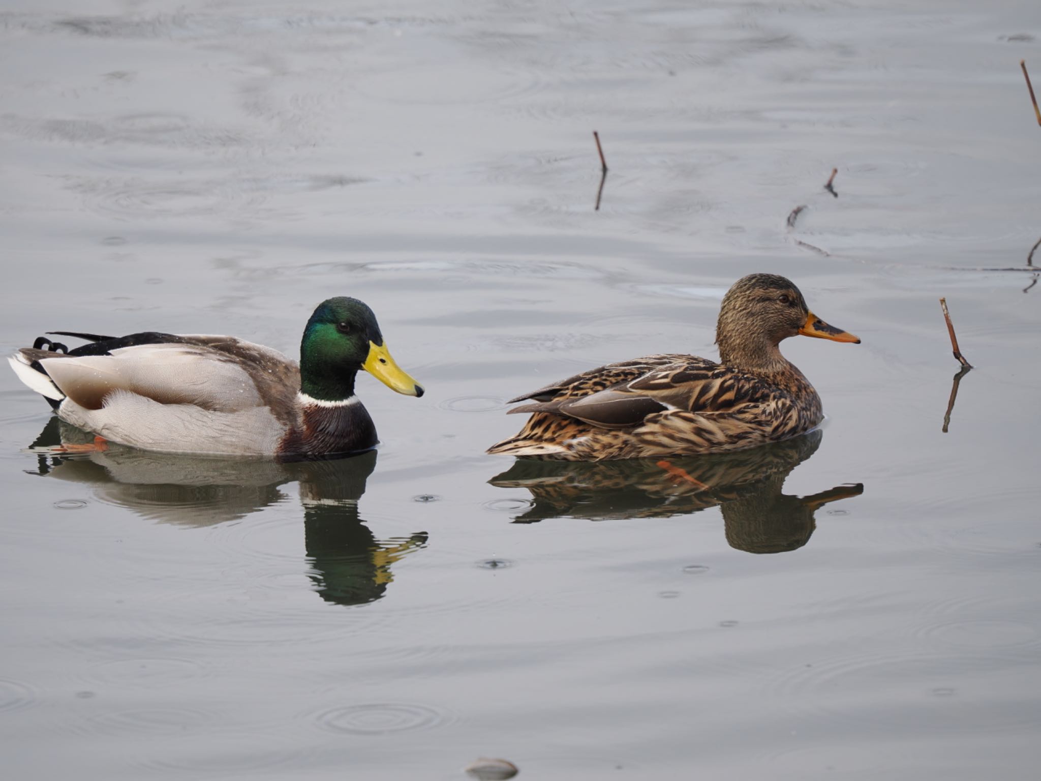 富岩運河環水公園 マガモの写真 by マサ