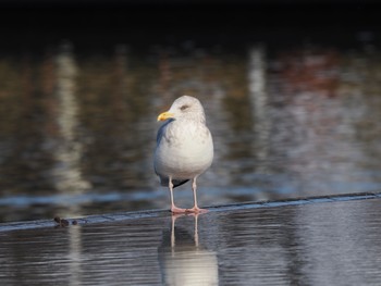 Mon, 1/2/2023 Birding report at 富岩運河環水公園