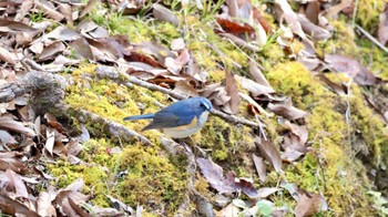 Red-flanked Bluetail Arima Fuji Park Mon, 1/2/2023