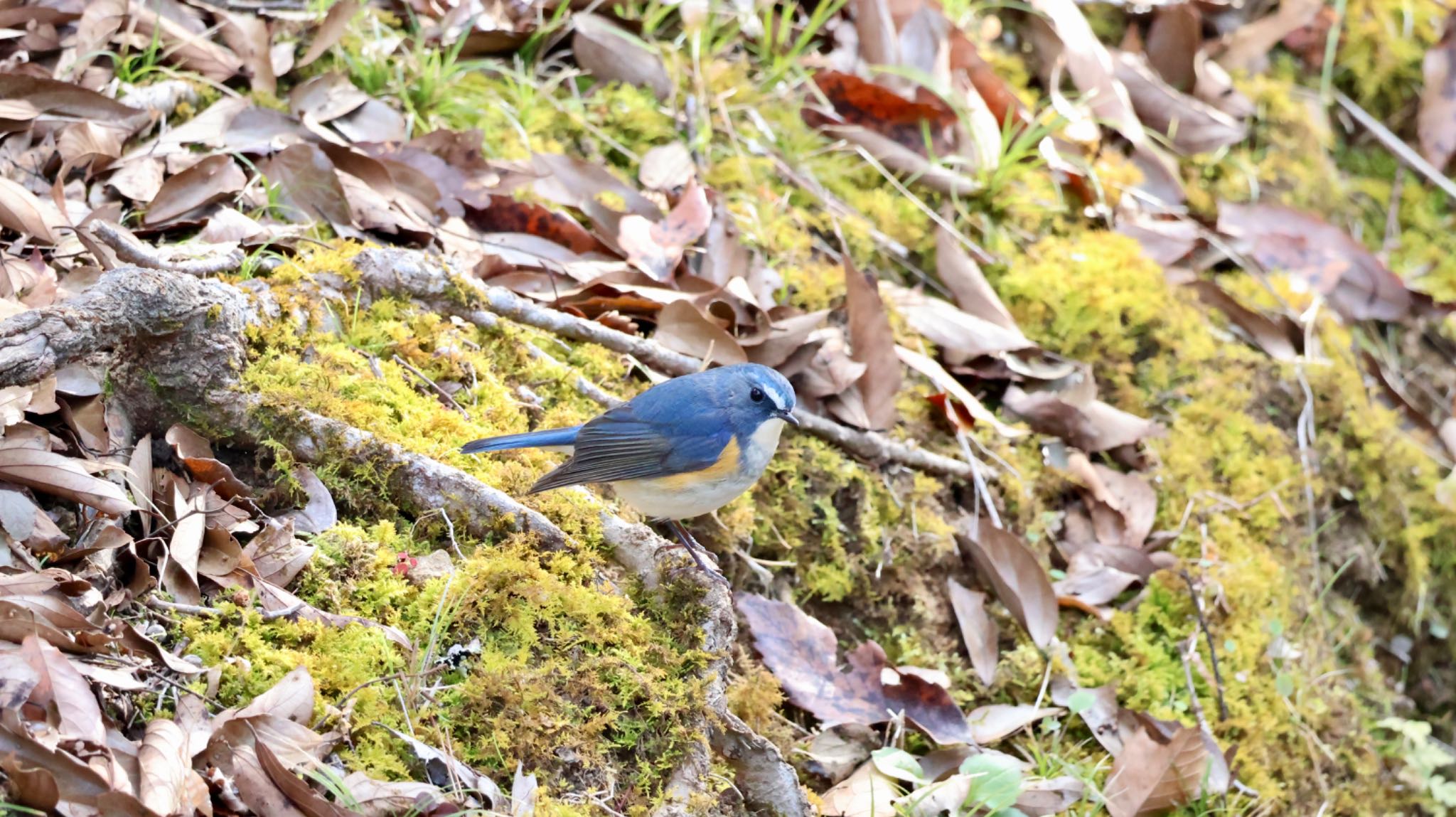 Photo of Red-flanked Bluetail at Arima Fuji Park by 洗濯バサミ