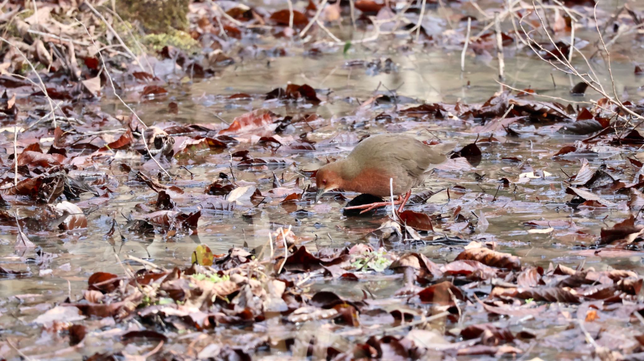 Photo of Ruddy-breasted Crake at Arima Fuji Park by 洗濯バサミ